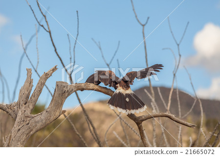 Harris Hawk 21665072
