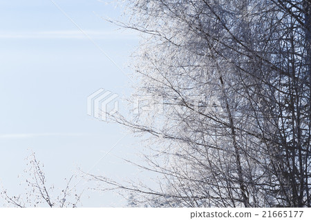 Frost branches Frost branches 21665177