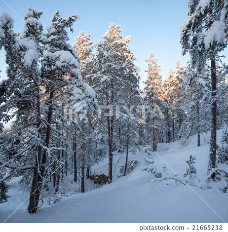 Snowy forest at time of sunset Snowy forest at time of sunset 21665238