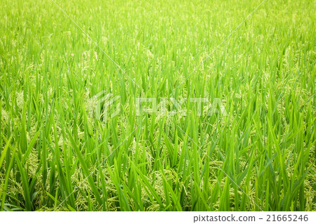 Rice field seamless pattern Rice field seamless pattern 21665246