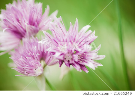 Beautiful purple flower Beautiful purple flower 21665249