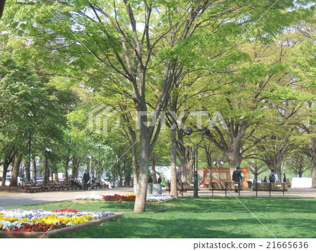 Spring Odori Park wrapped in fresh green Spring Odori Park wrapped in fresh green 21665636