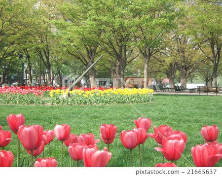 鬱金香開花的春天oodori公園 鬱金香開花的春天oodori公園 21665637