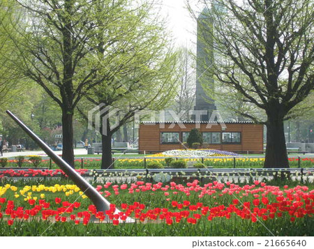 鬱金香開花的春天oodori公園 鬱金香開花的春天oodori公園 21665640