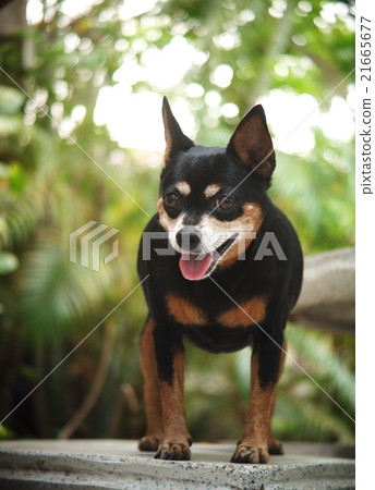 cute black fat lovely miniature pinscher dog cute black fat lovely miniature pinscher dog 21665677