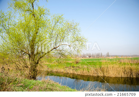 Tree on the bank of the creek 21665709