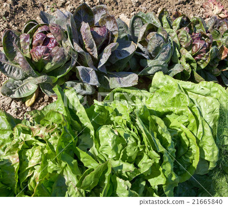 Close up of organic salad in a kitchen garden. 21665840