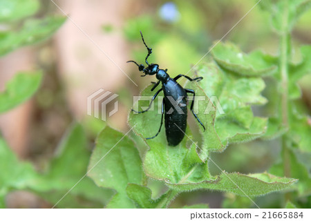 slu male的雄性 21665884