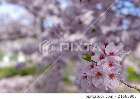 Cherry blossoms at Mukikawa Park Cherry blossoms at Mukikawa Park 21665905