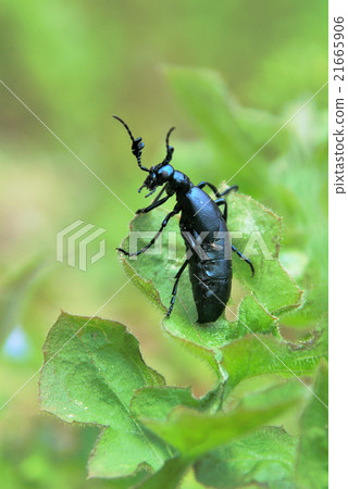 The male of the slug The male of the slug 21665906