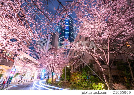Tokyo night cherry tree 21665909
