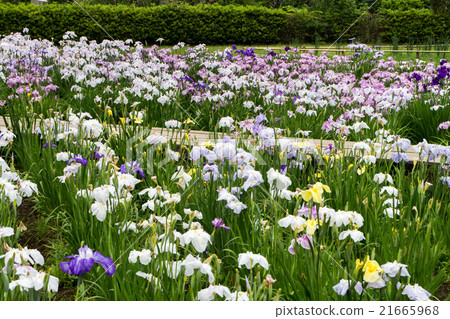 Iris garden Iris garden 21665968