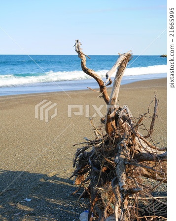 The root of a tree flowing to the coast The root of a tree flowing to the coast 21665995