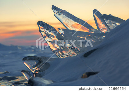 Pack ice fish jumps out of the snowy waves at 21666264