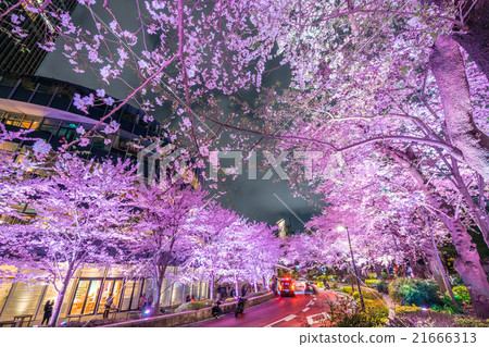 東京夜櫻桃樹 21666313