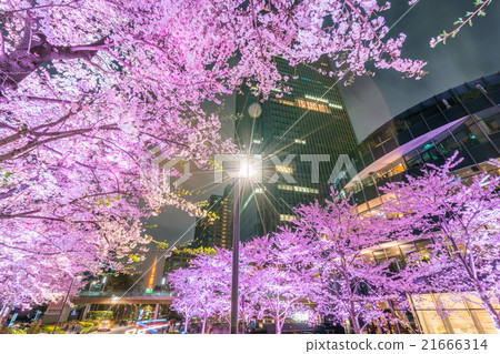 東京夜櫻桃樹 東京夜櫻桃樹 21666314