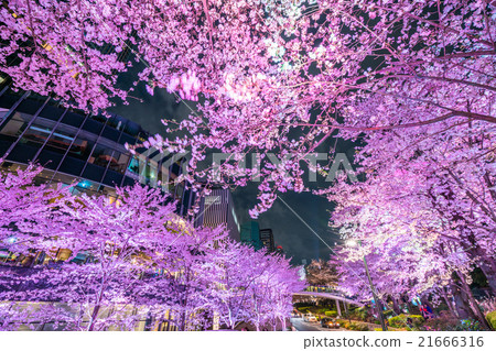 東京夜櫻桃樹 東京夜櫻桃樹 21666316