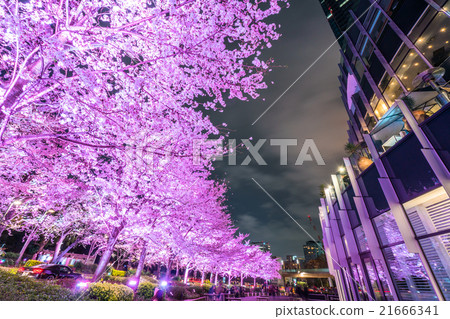 Tokyo night cherry tree 21666341