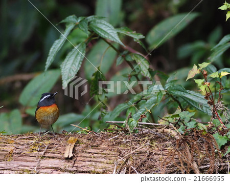 Alishan hitaki 21666955