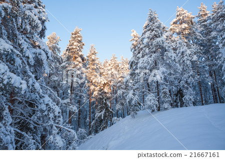 Snowy winter forest Snowy winter forest 21667161