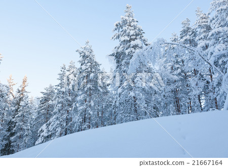 Snowy winter forest Snowy winter forest 21667164