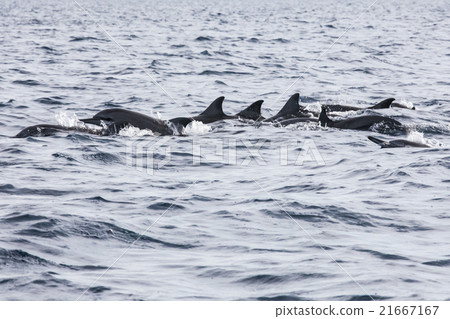Wild dolphins indonesia Wild dolphins indonesia 21667167