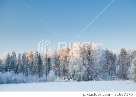 Snowy winter forest 21667170