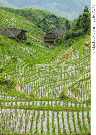 Rice fields in longshen china Rice fields in longshen china 21667173