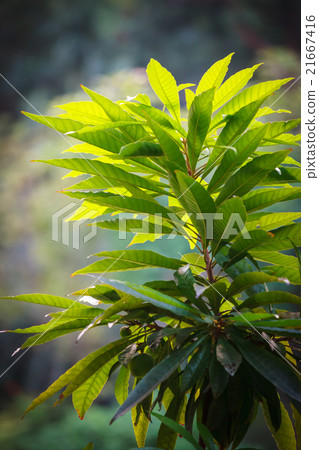 Lush green plant with big leaves 21667416