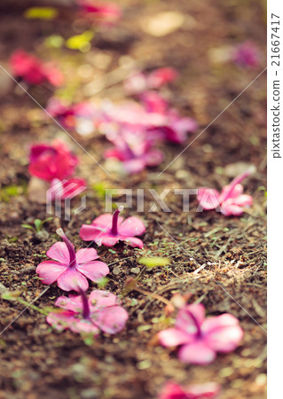 Vivid purple flowers on the ground 21667417