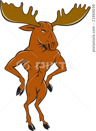 Moose Standing Hands Akimbo Cartoon Moose Standing Hands Akimbo Cartoon 21668036