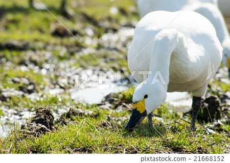 Swans to eat grass 21668152