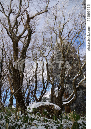 日比谷山大阪化妝雪山毛櫸肉石 日比谷山大阪化妝雪山毛櫸肉石 21669416