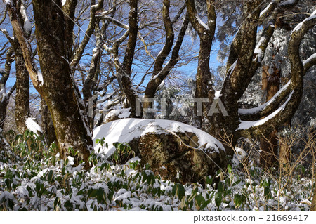 Mausan山墳塋輕的呼吸雪山毛櫸巨石藍天 Mausan山墳塋輕的呼吸雪山毛櫸巨石藍天 21669417