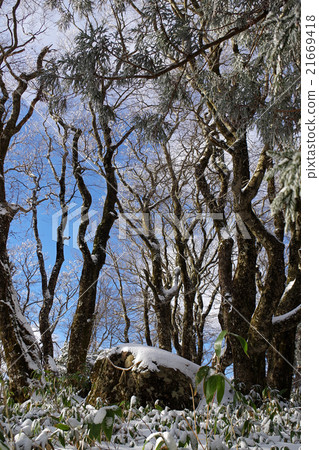 Mausan山墳塋輕的呼吸雪山毛櫸巨石藍天 Mausan山墳塋輕的呼吸雪山毛櫸巨石藍天 21669418