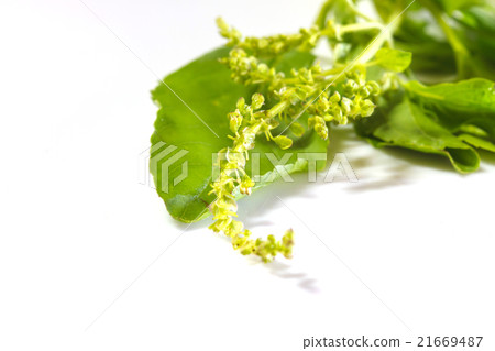 basil leaves on white basil leaves on white 21669487