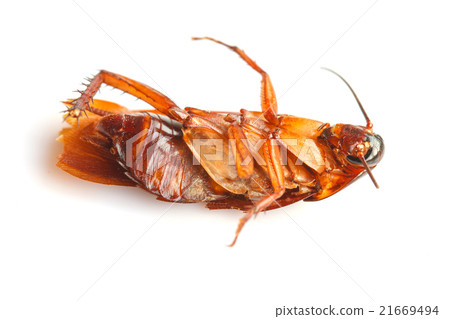 Dead cockroaches on white background 21669494