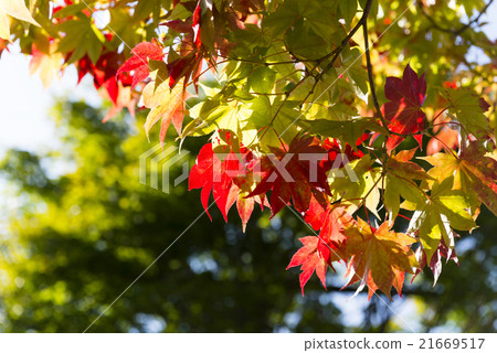 Autumn leaves 21669517
