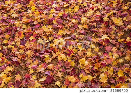 Fallen leaves Fallen leaves 21669790