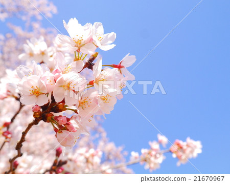 Cherry Blossoms   21670967