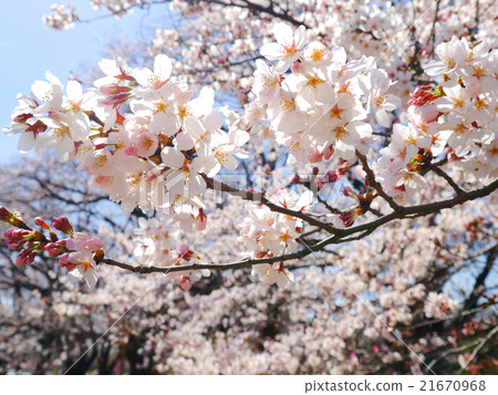 Cherry Blossoms   21670968