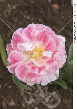 Tulip 21671151