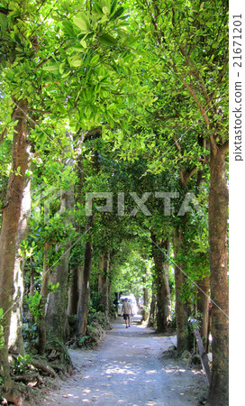 備瀨的福木樹 備瀨的福木樹 21671201