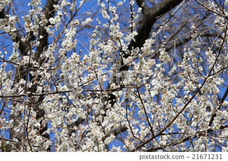 Plum blossom Plum blossom 21671231
