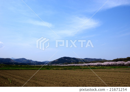 Satoyama's Spring Blue sky and the rice fields that face the cherry blossoms in full bloom a 21671254