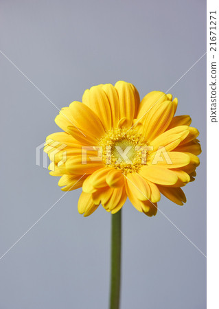 非洲菊垂直 非洲菊垂直 21671271