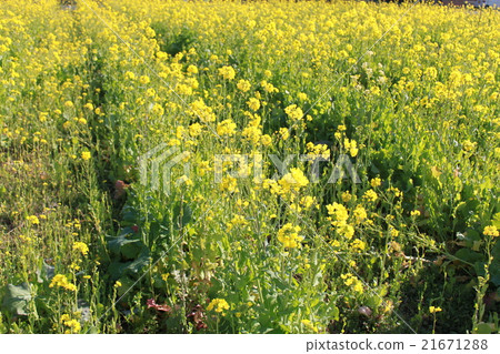 強姦開花 強姦開花 21671288