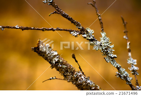 Lichen (Hypogymnia physodes) growing on a branch Lichen (Hypogymnia physodes) growing on a branch 21671496
