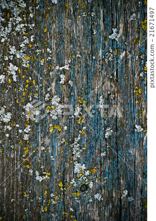 yellow lichen on a blue painted wood texture yellow lichen on a blue painted wood texture 21671497