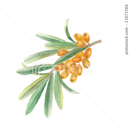 沙棘薩吉 沙棘薩吉 21671568